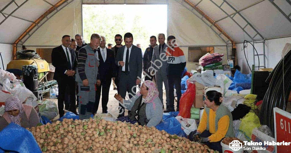 "Dinar’da ceviz zamanı: Hasat yüzleri güldürdü" başlıklı haber için fotorealistik, profesyonel bir h