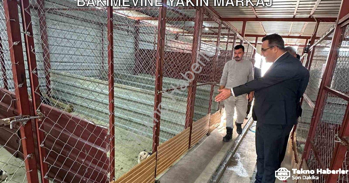 "Sarıgöl Kaymakamı Halil Dalak'tan Hayvan Bakımevine Yakın Markaj" başlıklı haber için fotorealistik
