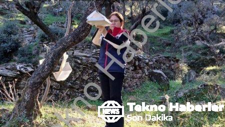 Aydın Söke’de Tarımsal Alarm: Akdeniz Meyve Sineği Tehdidi Büyüyor