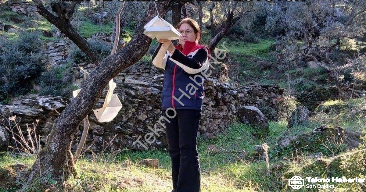 "Aydın Söke'de Tarımsal Alarm: Akdeniz Meyve Sineği Tehdidi Büyüyor" başlıklı haber için fotorealist