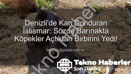 Denizli’de Barınak Skandalı: Hayvan Sevgisi İstismarı ve Kan Donduran Görüntüler