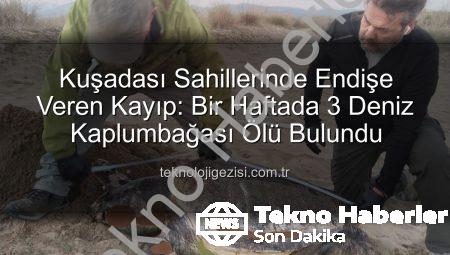 Kuşadası Kıyılarında Endişe Veren Kayıp: Bir Haftada 3 Deniz Kaplumbağası Hayatını Yitirdi