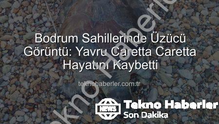 Bodrum Sahillerinde Üzücü Görüntü: Yavru Caretta Caretta Hayatını Kaybetti