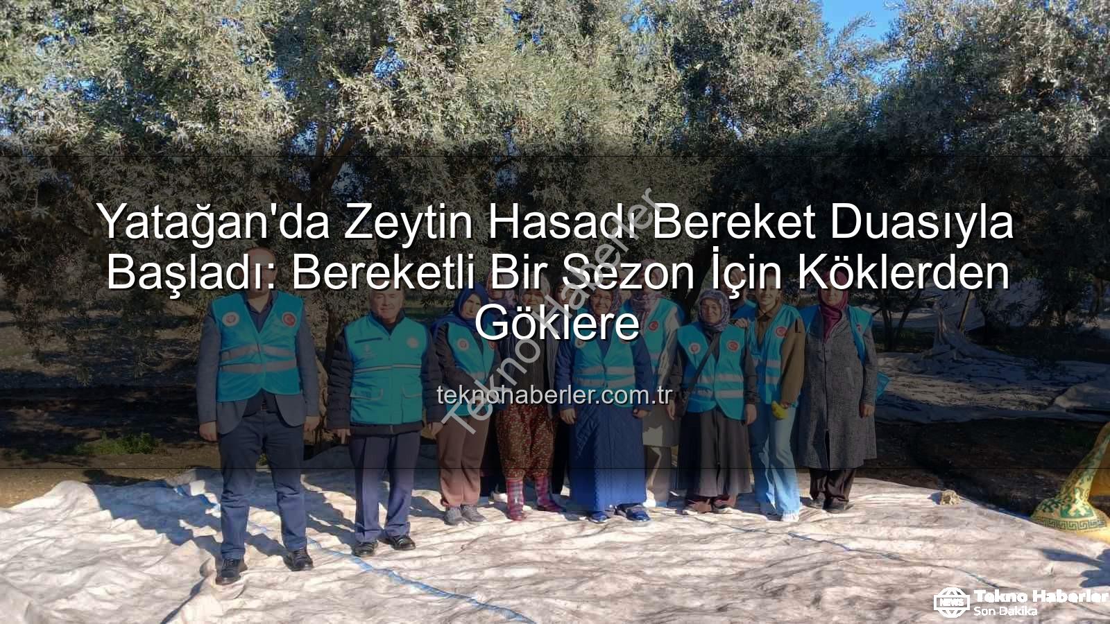 Yatağan zeytin hasadı - Yatağan'da Zeytin Hasadı Bereket Duasıyla Başladı: Bereketli Bir Sezon İçin Köklerden Göklere