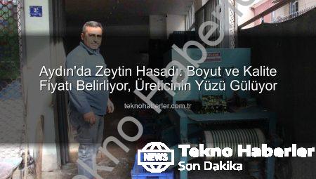 Aydın’da Zeytin Hasadı: Boyut ve Kalite Fiyatı Belirliyor, Üreticinin Yüzü Gülüyor