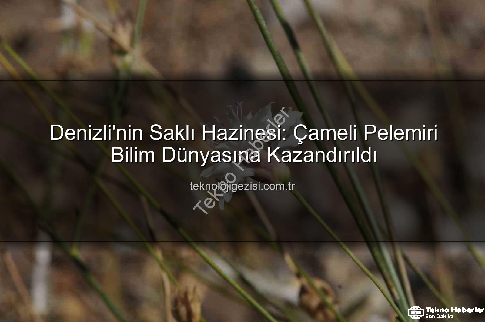 Çameli pelemiri - Bilim Dünyası Çameli'nde Keşfedilen Yeni Bitkiyle Tanıştı: 'Çameli Pelemiri' Eşsiz Bir Miras