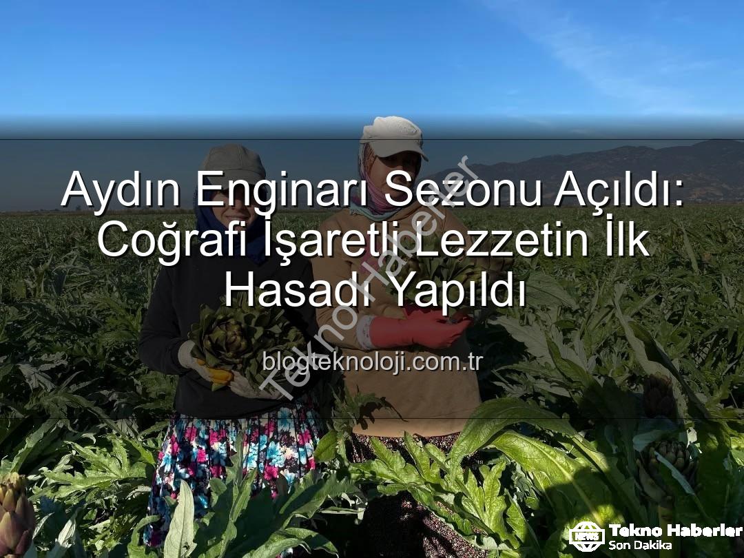 Aydın Enginarı - Aydın Enginarı Sezonu Açıldı: Coğrafi İşaretli Lezzetlerin İlk Hasadı Yapıldı
