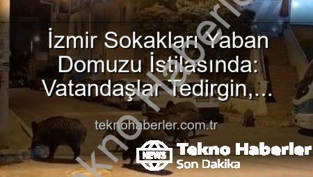 İzmir Sokakları Yaban Domuzu İstilasında: Vatandaşlar Tedirgin, Yetkililere Çağrı Var