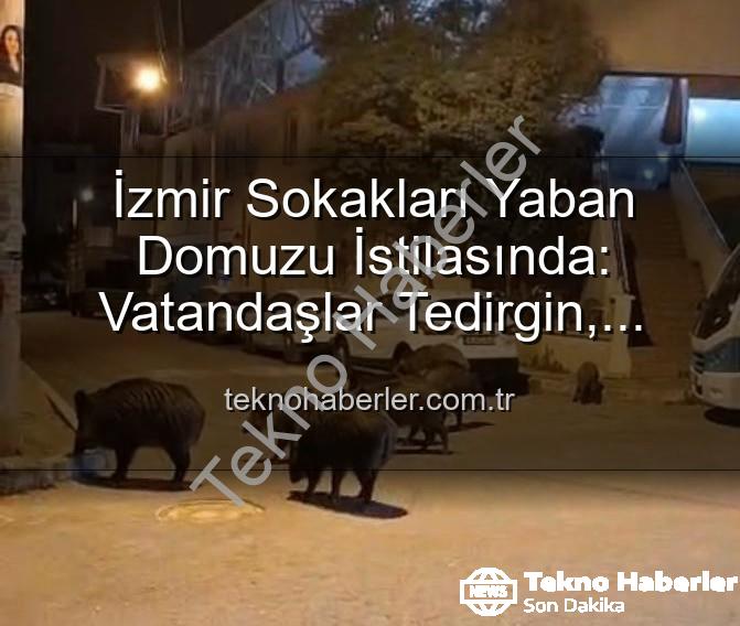 yaban domuzu - İzmir Sokakları Yaban Domuzu İstilasında: Vatandaşlar Tedirgin, Yetkililere Çağrı Var